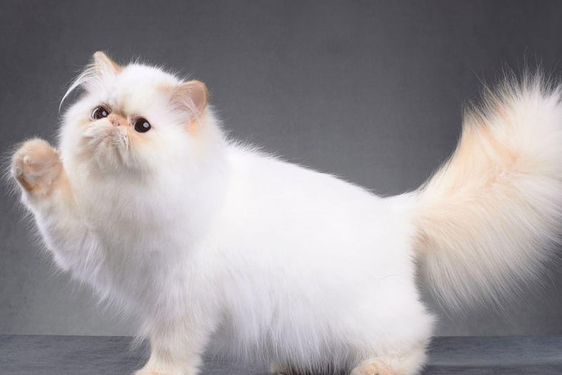 With their beautiful long coats, Persian breeds are very calm and composed, but still very affectionate.