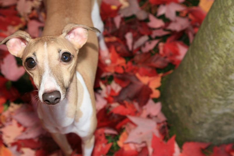 The diminutive Italian Greyhound requires surprisingly little exercise - a single runaround each day should be plenty - and so can be great pets for those who want a pet that's happy to stay indoors much of the time. Don't presume this makes them pets that can be left for long period though - do so and they are likley to become destrcutive, noisy and even aggressive.