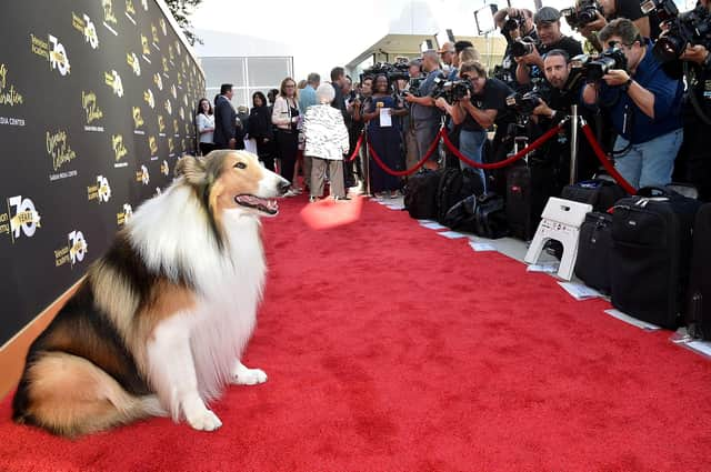 Lassie attends the Television Academy's 70th Anniversary Gala.