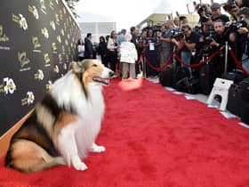 Lassie attends the Television Academy's 70th Anniversary Gala.