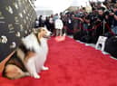 Lassie attends the Television Academy's 70th Anniversary Gala.