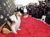 Lassie attends the Television Academy's 70th Anniversary Gala.