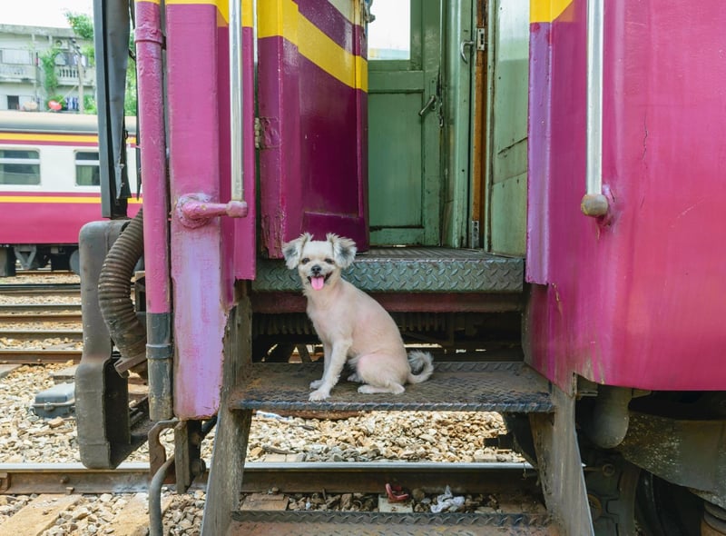 Claire's last piece of advice: "Try to tire your dog out beforehand if you know you are going on a long journey, that way they will sleep most of the way. Like with any way of travelling, avoid food at least two hours before their journey to avoid motion sickness."