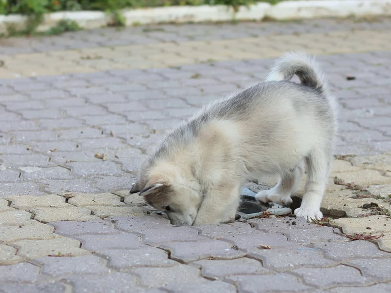 Like their Siberian Husky northern cousins, the Alaskan Malamutes dig holes in warm weather to stay cool. They also dig dens in cold weather to stay warm, so unless the temperature is completely to their liking, they're probably going to dig.