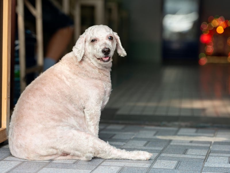 A good rule of thumb to remember is: treats shouldn’t make up more than 10% of a dog’s daily calorie intake. The occasional treat can be good for your dog when combined with training or if given for a nutritional benefit.