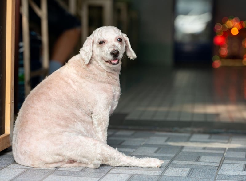 A good rule of thumb to remember is: treats shouldn’t make up more than 10% of a dog’s daily calorie intake. The occasional treat can be good for your dog when combined with training or if given for a nutritional benefit.