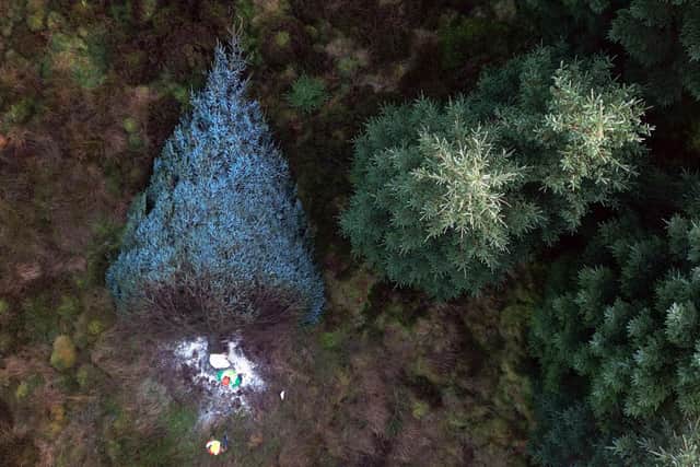 Forestry workers fell a Sitka Spruce tree in Northumberland's Kielder Forest before it makes the 330-mile journey south to Westminster. Picture: Owen Humphreys/PA Wire