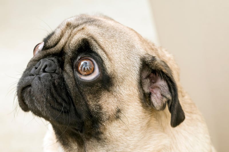 The Pug's eyes are perfectly-designed for begging - doubling in size the moment they think they might be able to get a scrap.
