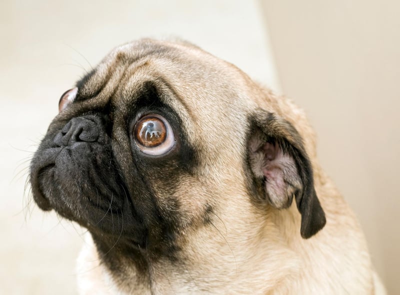 The Pug's eyes are perfectly-designed for begging - doubling in size the moment they think they might be able to get a scrap.