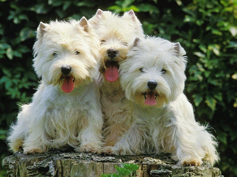 The Westie was first bred in the middle of the 19th century by Edward Donald Malcolm, the16th Laird of Poltalloch, in Argyllshire. His aim was simply to create a white breed of the normally-dark terrier