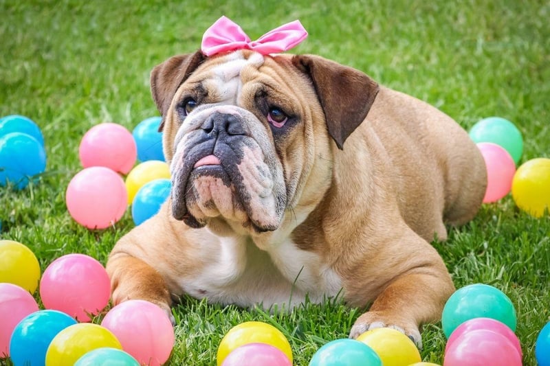 Perhaps the reason the gorgeous Bulldog appears on this list is that they are well known for being very lazy - preferring to curl up on the couch instead of running around being smart like a Retriever or Border Collie.