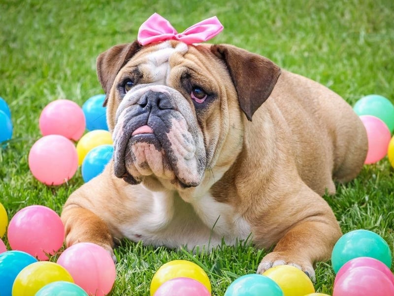 Perhaps the reason the gorgeous Bulldog appears on this list is that they are well known for being very lazy - preferring to curl up on the couch instead of running around being smart like a Retriever or Border Collie.