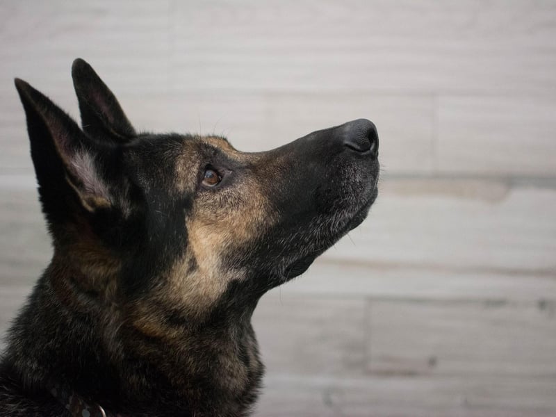 A favourite of the police and army, the German Shepherd is one of the hardest working dogs out there and picks up new things quickly.