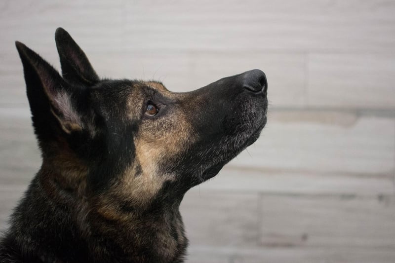 A favourite of the police and army, the German Shepherd is one of the hardest working dogs out there and picks up new things quickly.