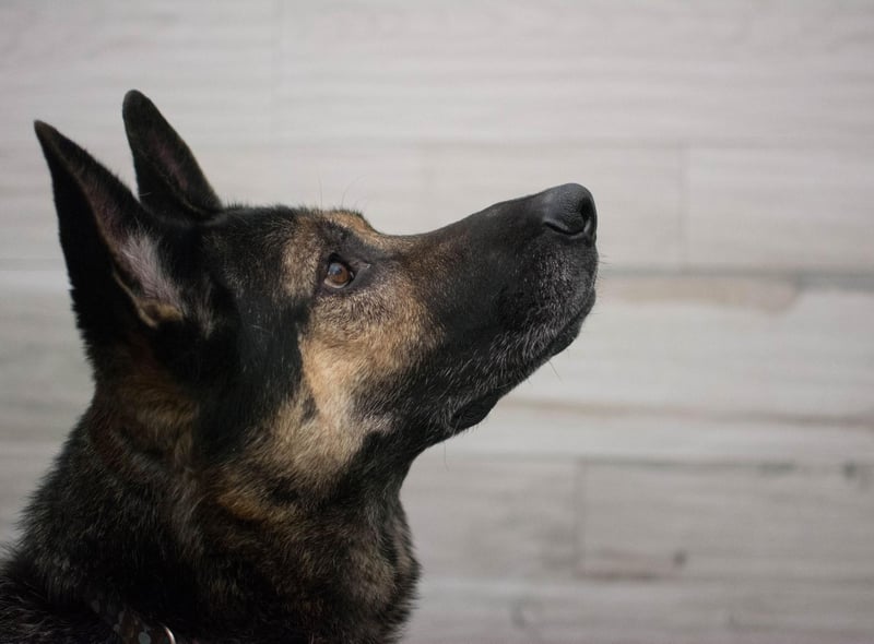 A favourite of the police and army, the German Shepherd is one of the hardest working dogs out there and picks up new things quickly.
