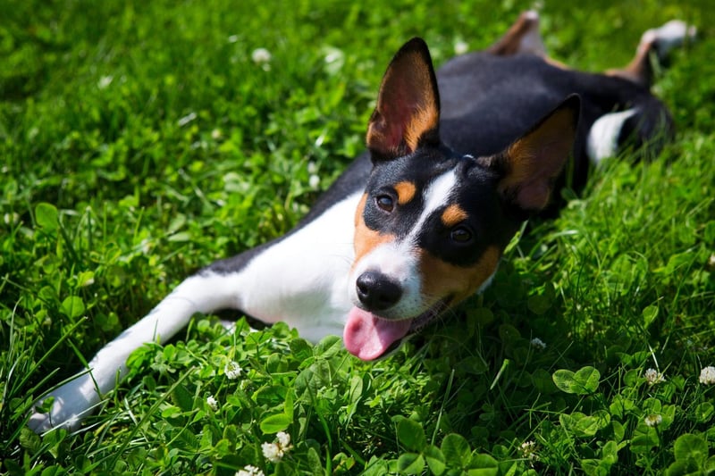 The Basenji is reputedly the world's second most stupid dog breed. Given that they are the only type of dog that don't bark, maybe we just aren't hearing all the clever things they want to say.