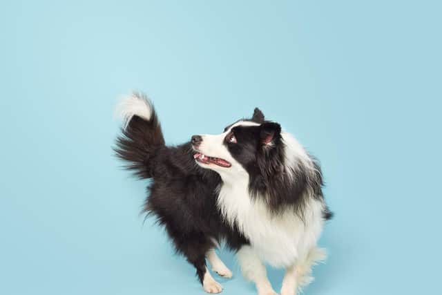 Dogs go nuts for food art