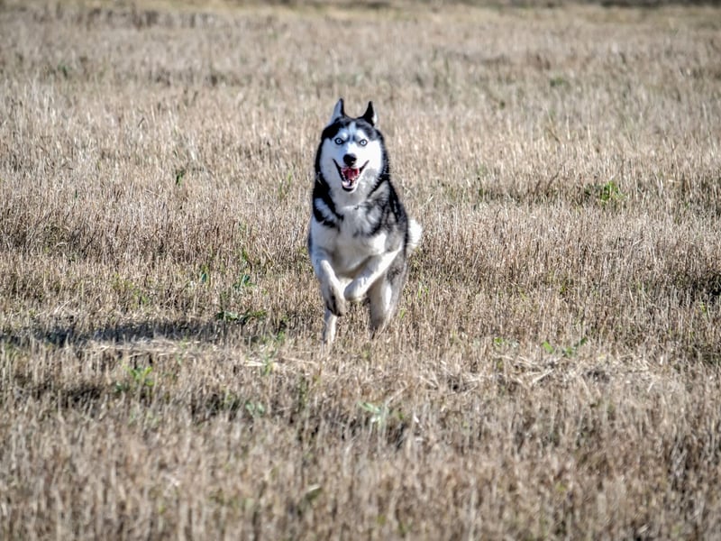 There is no hiding that it is difficult to tire out a Siberian Husky. Usually bred to pull heavy sledges and travel long distances in challenging climates, this dog breed has buckets of energy. A Siberian Husky that is not adequately exercised may even dig up gardens or escape. Therefore, it is important to schedule a daily two-hour walk or run and allow them to enjoy some satisfactory physical activity.