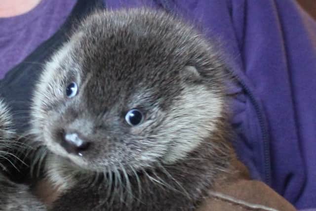An otter pup was snared in the Carron Valley