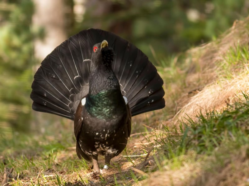 The Scottish Highlands is home to varierty of rare birds you will struggle to see elsewhere - and March is one of the best times to see them as they become more active during mating season. The likes of the Capercaillie (pictured), Scottish Crossbill, Crested Tit, Black Grouse, Golden and White-tailed Eagle, and Ptarmigan can all be seen - particularly if you can find a good local wildlife guide.