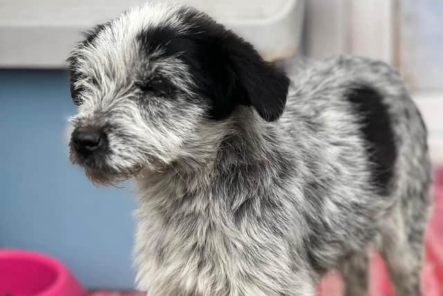 Puppy Alice who had broken ribs from being hit or kicked
