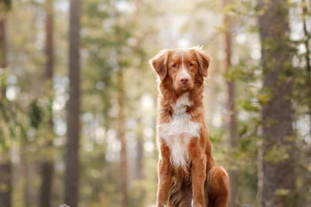 Maximum jail sentence of animal cruelty in Scotland raised to five years