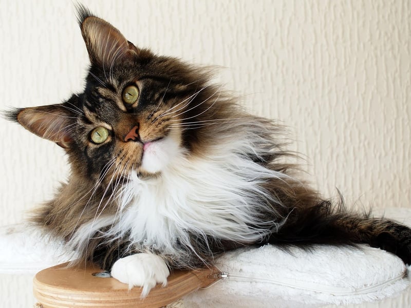 Priced at around £1,040 for a kitten, the fourth most expensive UK cat is skilled hunter the Maine Coon. This distinctive cat is one of the oldest natural breeds in North America, where it is the official state cat of Maine.