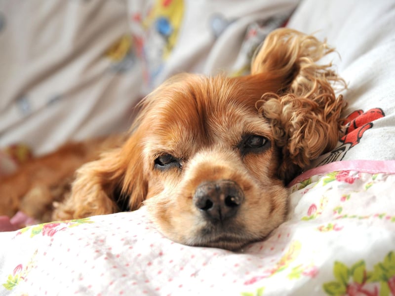 Cocker Spaniels have been swiped by thieves 66 times over the last five years.