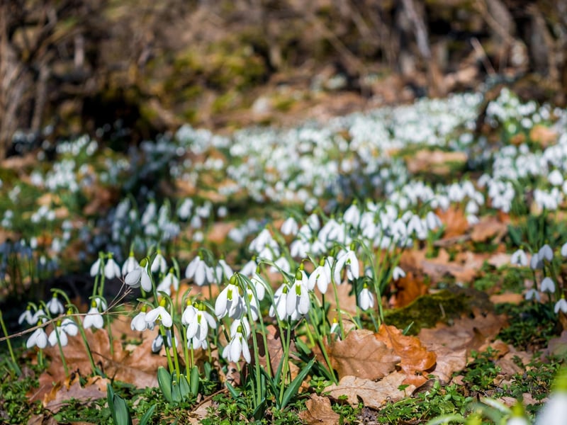 Abbotsford, the former home of Sir Walter Scott in the Borders, is a great spot for a walk at any time of year - but the plentiful snowdrops in February make it extra magical.