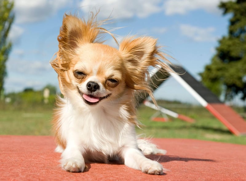 The Chihuahua takes its title from the Mexican state of the same name - it's the country's largest state and borders the USA. American tourists in the 19th century brought the dogs home with them as souvenirs.