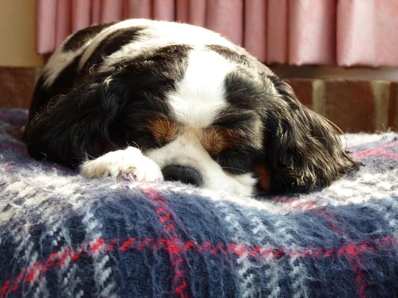 WIth their soft hair and adorable big eyes, the Cavalier King Charles Spaniel just begs to be cuddled. Luckily this breed are as affectionate as they look.