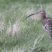 Curlew have been killed in the latest bird flu outbreak.
Pic: BTO