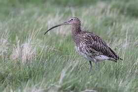 Curlew have been killed in the latest bird flu outbreak.
Pic: BTO