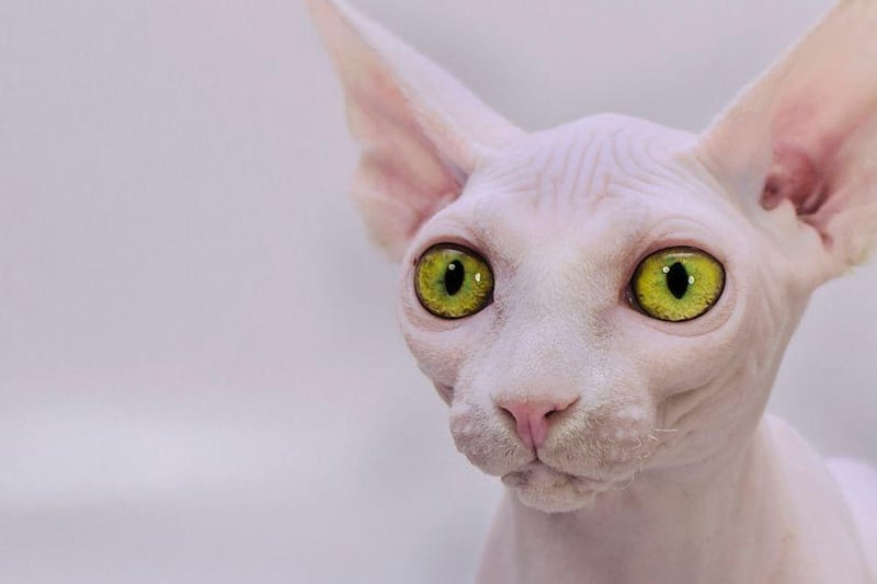 This unique, hairless kitty cat is a very loyal and loving breed that will offer up affection to its owner regularly.