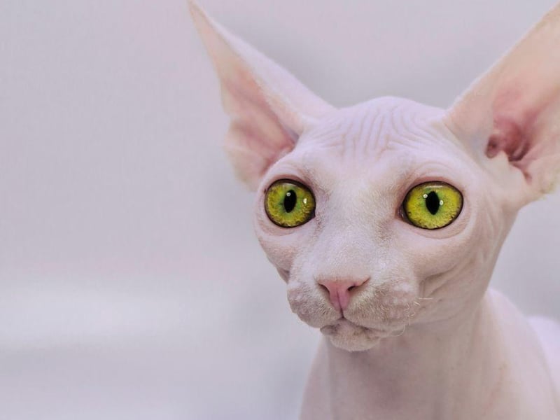This unique, hairless kitty cat is a very loyal and loving breed that will offer up affection to its owner regularly.