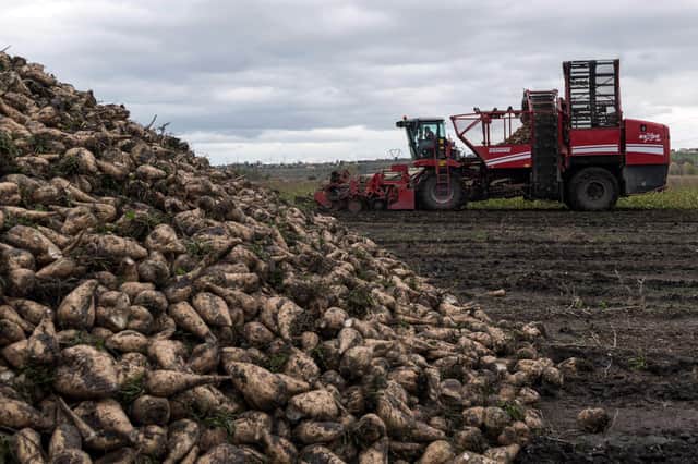 Sugar beet is seeing a new lease of life on Scottish farms  (Picture: Getty)