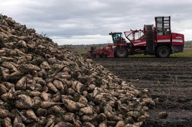Sugar beet is seeing a new lease of life on Scottish farms (Picture: Getty)