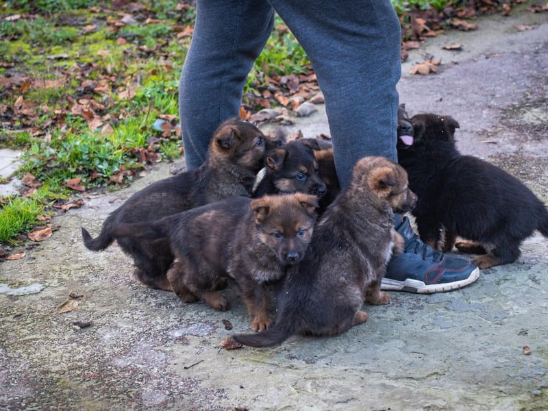 Completing the top five names popular with German Shepherd fans is Max. It's a shortened version of the English name Maximillian, meaning 'the greatest'.