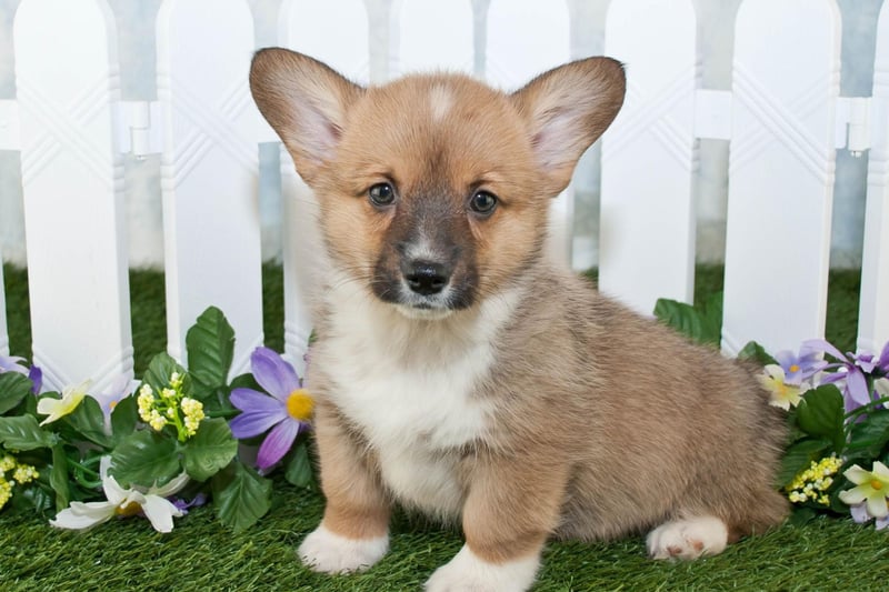 The Queen's love of Corgis is well known and started when she visited Thomas Thynne, 5th Marquess of Bath, in 1933. The then Princess Elizabeth and her sister Princess Margaret made it known that they liked the Marquess' Corgis and their father, Prince Albert (later George VI), bought them a Pembroke Corgi called Dookie.