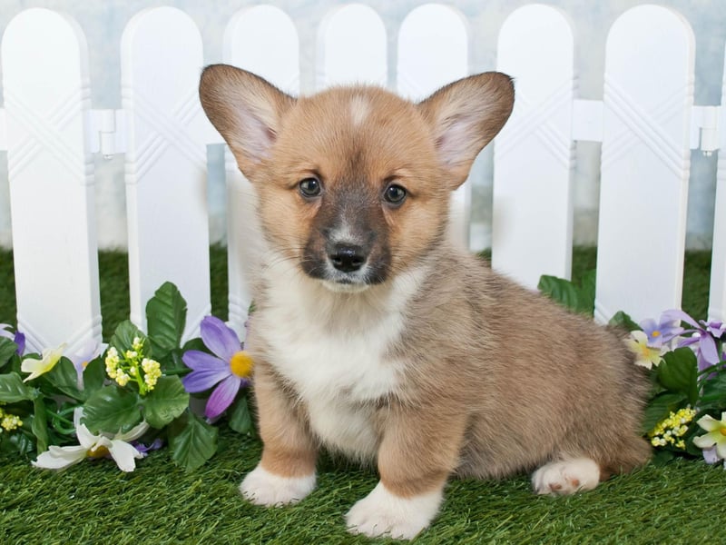 The Queen's love of Corgis is well known and started when she visited Thomas Thynne, 5th Marquess of Bath, in 1933. The then Princess Elizabeth and her sister Princess Margaret made it known that they liked the Marquess' Corgis and their father, Prince Albert (later George VI), bought them a Pembroke Corgi called Dookie.