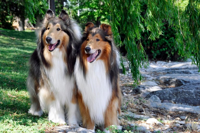 Another type of dog originally bred to herd sheep in Scotland, the Rough Collie is now a popular show dog. There were 516 new registrations with the Kennel Club in 2020.