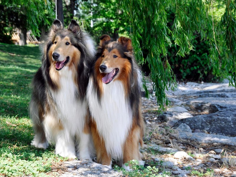Another type of dog originally bred to herd sheep in Scotland, the Rough Collie is now a popular show dog. There were 516 new registrations with the Kennel Club in 2020.