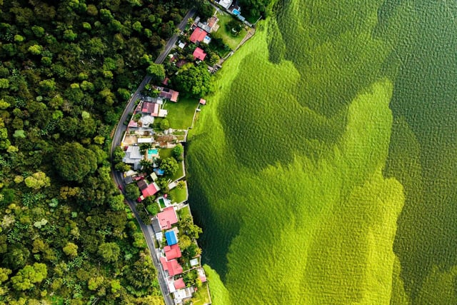 The dying lake by by Daniel Nunez, winner of the Wetlands - The Bigger Picture category at the Wildlife Photographer of the Year competition. Daniel Nunez, of Guatemala, used a drone to capture the contrast between a forest and the algal growth on Lake Amatitlan. He hopes the photograph will raise awareness of the impact of contamination on the lake which takes in about 75,000 tonnes of waste from Guatemala City every year.