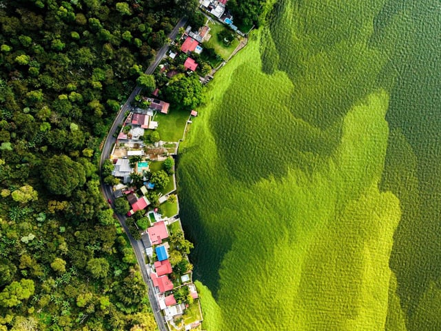 The dying lake by by Daniel Nunez, winner of the Wetlands - The Bigger Picture category at the Wildlife Photographer of the Year competition. Daniel Nunez, of Guatemala, used a drone to capture the contrast between a forest and the algal growth on Lake Amatitlan. He hopes the photograph will raise awareness of the impact of contamination on the lake which takes in about 75,000 tonnes of waste from Guatemala City every year.