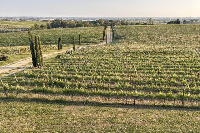 Tenimenti Leone winery in Castelli Romani, Italy. Pic: Sophie Goodall/PA