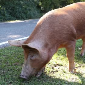 Pig pricing has put Scotland's pig sector in jeopary say NFUS. Photo: Andrew Matthews/PA Wire