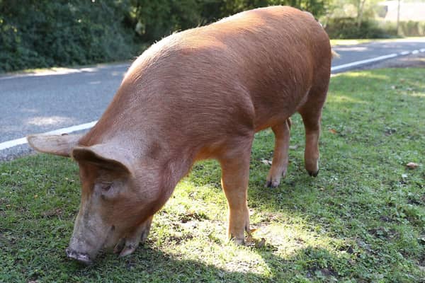 Pig pricing has put Scotland's pig sector in jeopary say NFUS. Photo: Andrew Matthews/PA Wire