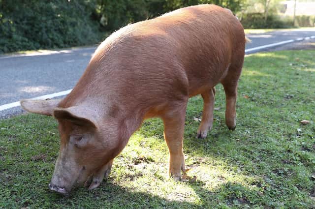 Pig pricing has put Scotland's pig sector in jeopary say NFUS. Photo: Andrew Matthews/PA Wire