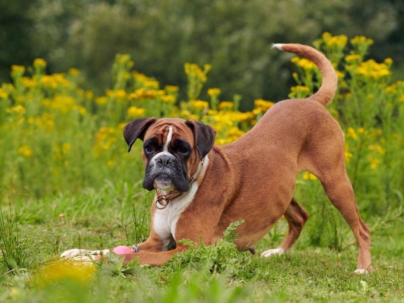 The Boxer is naturally protective of its family, forming a non-transferable bond that is unbreakable. They are also very patient with children and show little in the way of aggression.