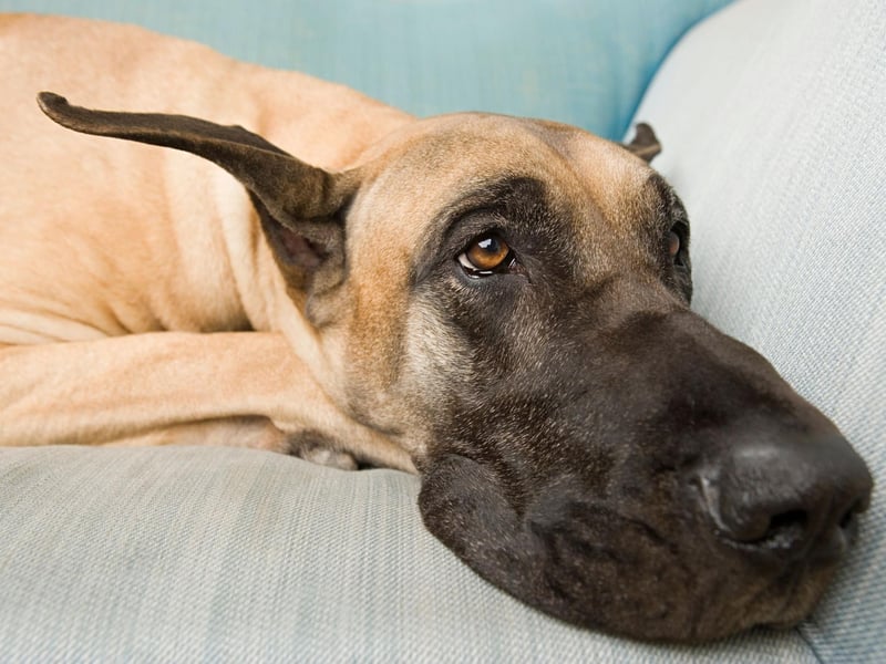 Another gentle giant that doesn't tend to be very sociable is the Great Dane. They can be as shy as they are big and their perfect ides of company is their owner - and nobody else.